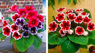 How to Plant Gloxinia Summer Garden Guide [upl. by Aihsitan]