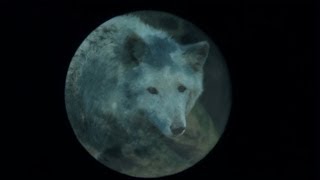 Januarys Full Wolf Moon [upl. by Eyahc]