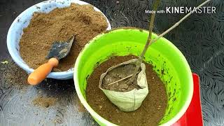 How to grow son champa Magnolia champaca plant चंपा के पौधे को गमले में कैसे लगाते हैं [upl. by Esten]