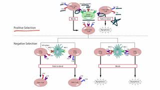 Positive and Negative Selection for the USMLE Step 1 [upl. by Yldarb]