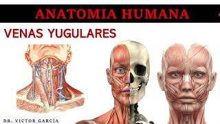 Venas Yugulares  Anatomía Humana en Odontología [upl. by Derf]