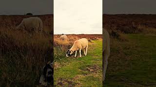 Little Friend 🐑❤️ Nature Walks  Stanton Moor  Peak District  Solo Hiking [upl. by Werdn101]