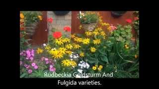 Rudbeckia Goldsturm and Fulgida In bloom Division Help and care [upl. by Raye]