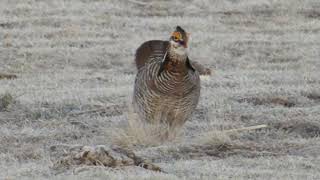 Greater Prairie Chicken Tympanuchus cupido pinnatus displaying Wray CO USA 23 Apr 2018 13 [upl. by Markowitz]