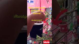 How To Grow PURSLANE From Cutting Portulaca Oleracea Cutting easily grow PURSLANE Propagationshorts [upl. by Hindorff]