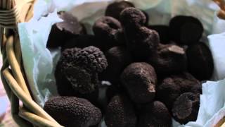 The Truffle Festival 2014 Preview [upl. by Sudhir]