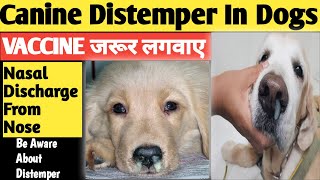 Canine Distemper Treatment  CD Treatment  Distemper In Dogs  Canine Distemper In Dogs  dogs [upl. by Oster]