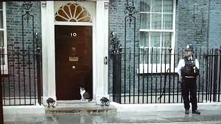 How does Larry 10 Downing Street Prime Minister Cat Get inside PLEASE SUBSCRIBE Cat Our Cat Family [upl. by Careaga802]