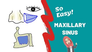 Anatomy of Maxillary Sinus PART ONE [upl. by Nacim]