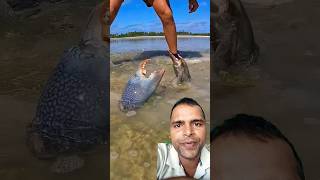 Catching kekda fishing mudcrab fish mudfish shark [upl. by Abernon159]