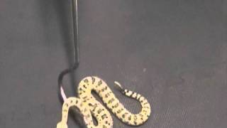 Crotalus cerastes Sidewinder Venom Extraction [upl. by Asiole]