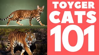 Toyger Cat 101  Breed amp Personality [upl. by Ecertak550]