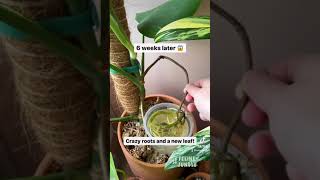 Monstera Plant Care Experiment Success Swiss Cheese Plant shorts [upl. by Nosidam]