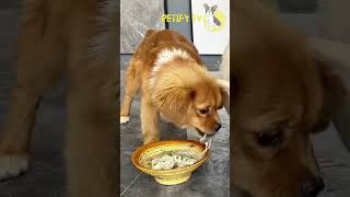 Homemade Dog Food Enjoing 🍔dog dogfood pets puppy shorts 2024 review dogvideo cute [upl. by Essilrahc]