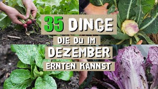 35 Nutzpflanzen die du im Dezember im Garten ernten kannst  Winterernte [upl. by Emmuela]