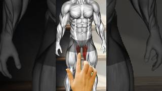 ADDUCTOR EXERCISES HOME amp GYM [upl. by Clothilde]