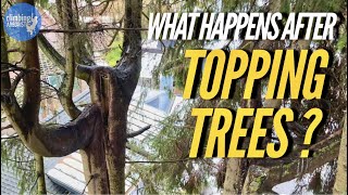 IS TOPPING TREES BAD [upl. by Irvine]