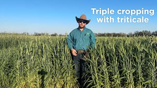 Triple Cropping with Triticale in the Southeast US [upl. by Aldo]