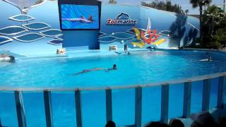 Dolphins Show Zoomarine Algarve Portugal [upl. by Warrin475]