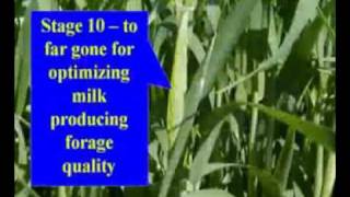 Triticale as Quality Forage Video 3 [upl. by Ahseikram272]