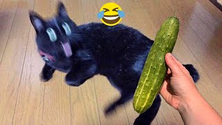 Funny cats scared of cucumbers 😂 cat vs cucumber compilation Gatos VS pepinos [upl. by Skurnik637]