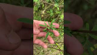 Mélilot jaune Melilotus officinalis  comment le reconnaître [upl. by Adnohsel]