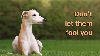 7 Reasons You Should NOT Get A Whippet [upl. by Zzaj]