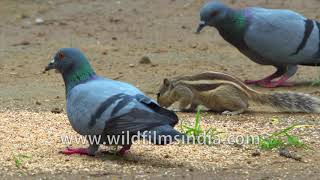 Cute animal interactions  Rock Pigeons and squirrels have a feast together [upl. by Turro152]