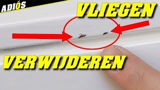 TIPS OM VLIEGEN EN INSECTEN TE VERWIJDEREN UIT VERF WAT NOG NAT IS How to remove flies out of paint [upl. by Aliekahs607]