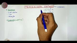 Triacylglycerol Synthesis  Lipid Metabolism  Doctor Z [upl. by Harleigh]