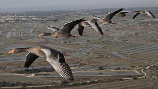 The Secret Routes of Migratory birds  Documentary [upl. by Risay14]