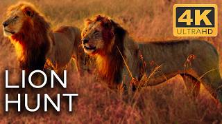 Lions Masters of the African Battlefield  Roar of the Wild Ep 3  4K UHD Documentary [upl. by Nywled]