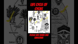 Easy way to remember the Life cycle of cycas in a very short period of time biology gymnosperms [upl. by Haydon73]