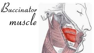 Function of buccinator muscle [upl. by Reichel]