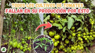 9 De Cada 10 CULTIVOS DE TOMATES fallan por estas razones simples [upl. by Hadden]