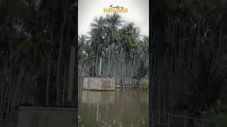 📍Kollimalai Karavalli namakkal kollihills naturelovers shortvideo kollimalai waterfall 2024 [upl. by Suravart]