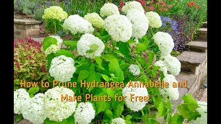 How to Prune Hydrangea Annabelle and Get More Plants for Free [upl. by Werby446]