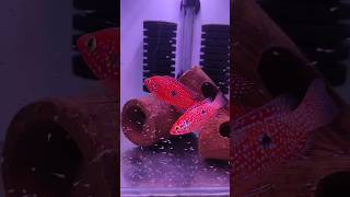 Fish breeding  breeding fishbreeding aquarium aquariumfish viral breedingtank [upl. by Ahsert965]