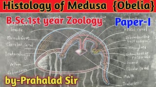 Histology of Medusa  BSc 1st year Zoology  Paper  I [upl. by Nereids]