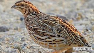 Common quail Coturnix coturnix sound  call and song [upl. by Eemla881]