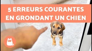 5 erreurs courantes en grondant un chien [upl. by Anyl]