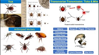 Vector Borne Diseases [upl. by Yuk530]