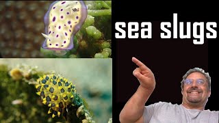 Ultimate Guide to Sea Slugs [upl. by Isolde]