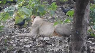 Asiatic Lions  A Roaring Comeback and the Challenges Ahead  Think Wildlife Foundation [upl. by Anir]