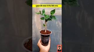 How to propagate hibiscus from cuttings l hibiscus growing tips hibiscus shorts ytshorts [upl. by Aicnorev]