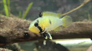 Apistogramma panduro wild [upl. by Valtin497]