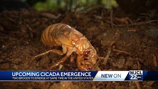 Georgia Cicadas set to emerge in May Heres what you can expect [upl. by Carlson755]