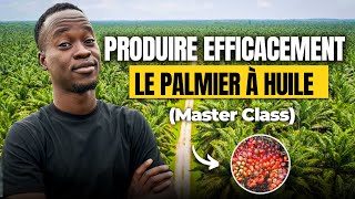 Comment produire efficacement le palmier à huile MasterClass [upl. by Dnesnwot]