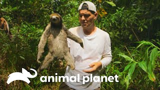 Frank comparte con oso perezoso  Wild Frank  Animal Planet [upl. by Acirred]