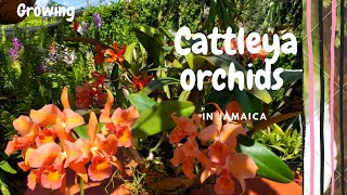 How I grow Cattleya orchids in Jamaica [upl. by Bodwell100]